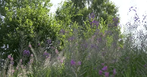 4K summer video of green fields in Russia Stock Footage 160530381