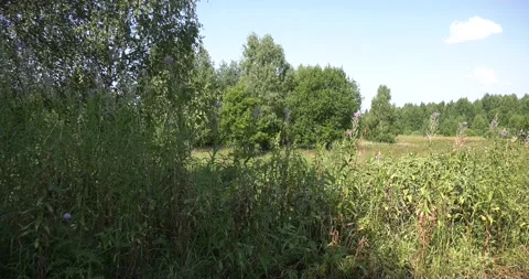 4K summer video of green fields in Russia Stock Footage 160530450