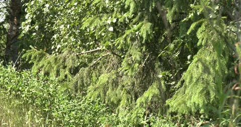 4K summer video of green fields in Russia Stock Footage 160530548