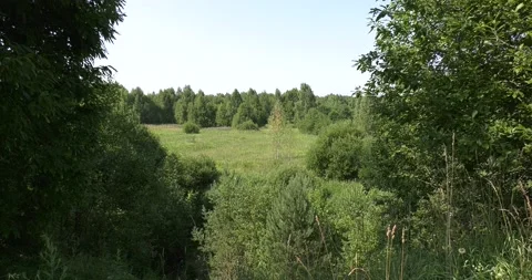 4K summer video of green fields in Russia Stock Footage 160530986