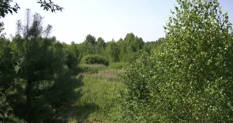 4K summer video of green fields in Russia Stock Footage 160531071
