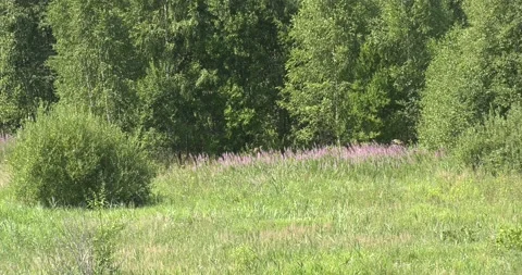 4K summer video of green fields in Russia Stock Footage 160531262