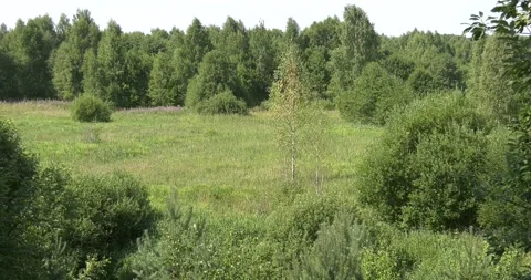 4K summer video of green fields in Russia Stock Footage 160531272