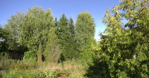 4K summer video of green fields in Russia Stock Footage 160538025