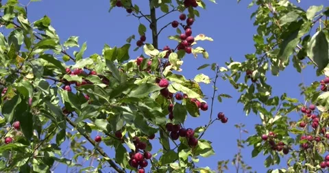 4K summer video of green fields in Russia Stock Footage 160538038