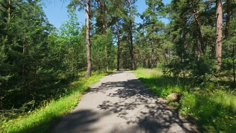 4K - Summer walk through the pine forest in POV Stock Footage 205124845