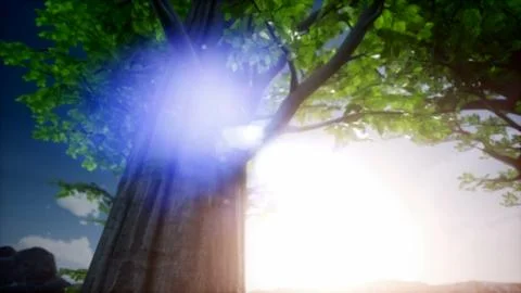 4k Sun beams through Trees at rock Stock Illustration