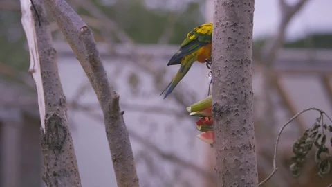 4K Sun conure bird, also known as sun parakeet at wildlife park in the UK Stock Footage 70820391