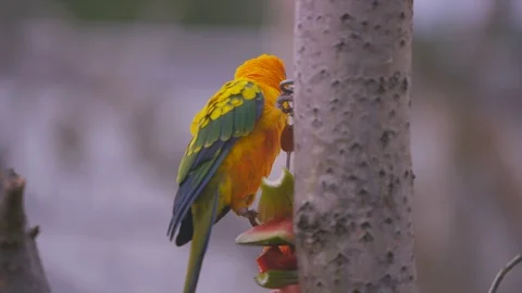4K Sun conure birds, also known as sun parakeets at wildlife park in the UK Stock Footage 70820688