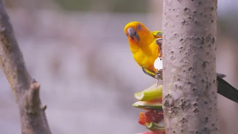 4K Sun conure birds, also known as sun parakeets at wildlife park in the UK Stock Footage 70820844
