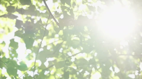 4K Sun flare between green leaves on a bright sunny day, shot on Red Epic Dragon Stock Footage 55082872