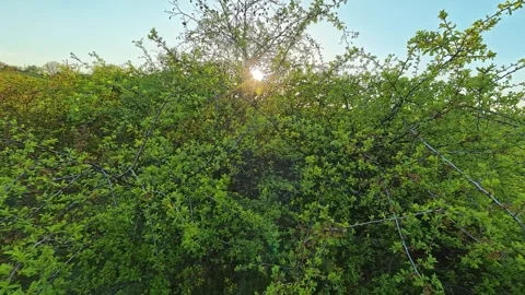 4K Sun Flare Through Spring Bush - Warm Afternoon Light, Cinematic Nature Close Vídeo Stock 332887852
