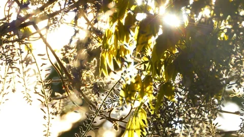 4K Sun Glinting through Summer Wines Branches, Sky Flower and Leaves Slow Motion Stockbeeldmateriaal 78650661