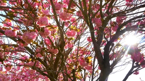 4K Sun Lens Flare through Cherry Tree Branches, Pink Slow Motion Movement Stock Footage 77160171