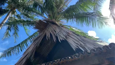 4k Sun light behind thatched roof, palm tree on the pacific ocean coast Stock Footage 139871874