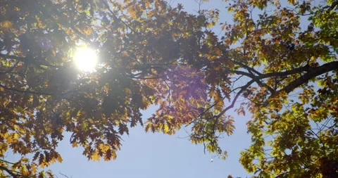 4K - Sun light shine through Autumn tree leaves Stock Footage 165172586