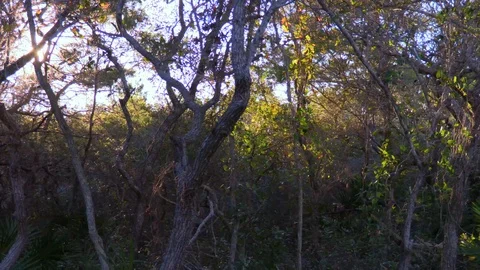 4K Sun Peaking Through the Trees at Twilight in Mystical Forest Stock Footage 111282359