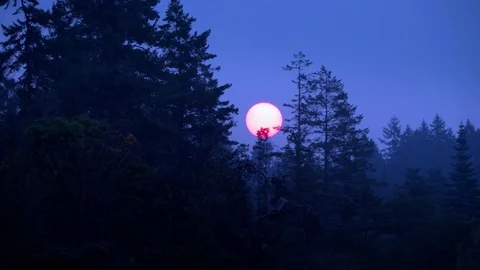 4K Sun Setting Blue Sky, Dark Tree Silhouettes Telephoto Stock Footage 78888385
