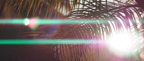 4K Sun through palm tree with lens flare Stock Footage