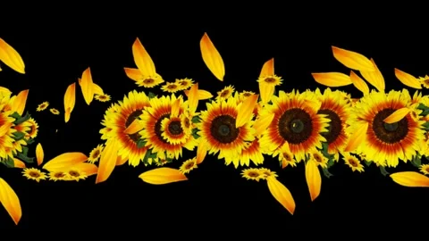 4K SUNFLOWER PARADE Stock Footage 265488959