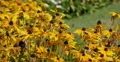 4K Sunflowers 01 Waving in wind 4k or 4k+ Resolution