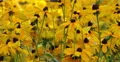 4K Sunflowers 04 Waving in wind 4k or 4k+ Resolution