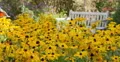 4K Sunflowers 06 Waving in wind 4k or 4k+ Resolution