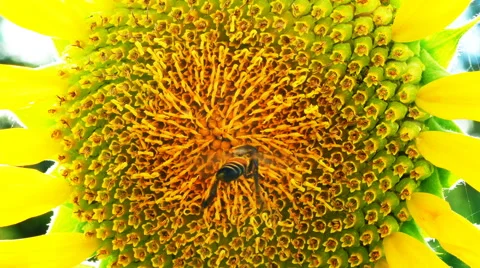 4k  sunflowwer bee Stock Footage 68544773