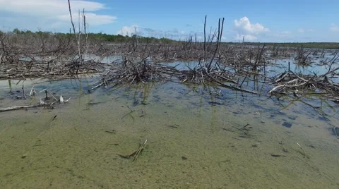 4K Sunken Trees and Clear Water Low Down Stock Footage 63473668