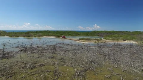 4K Sunken Trees and Trucks Stock Footage 63473656