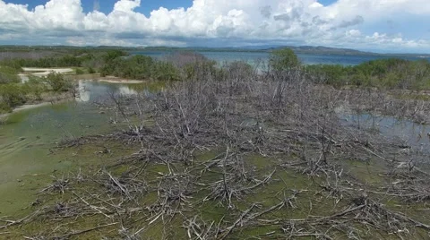 4K Sunken Trees High Up Stock Footage 63473641