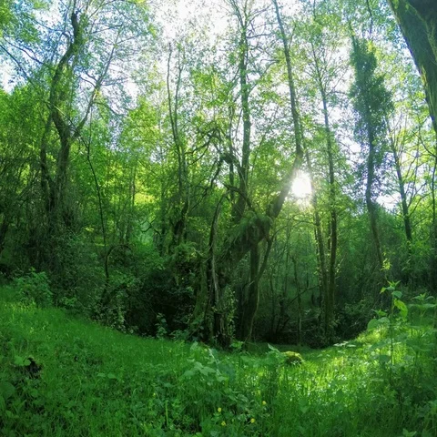 4K. Sunlight in the forest in the valley of the river Aapsta, Abkhazia. Ultra HD Stock Footage 69384025