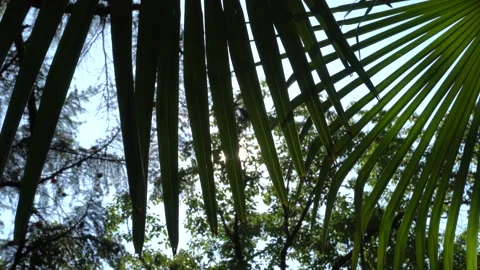 4K of sunlight goes through palm leaves slow moving in wind on sunny blue sky Stock Footage 140790845