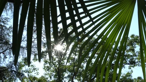 4K of sunlight goes through palm leaves slow moving in wind on sunny blue sky Stockbeeldmateriaal 142916986