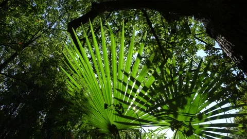 4K of sunlight goes through palm leaves slow moving in wind on sunny blue sky Stockbeeldmateriaal 143370008