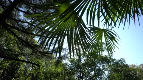 4K of sunlight goes through palm leaves slow moving in wind on sunny blue sky Stock Footage 144231118