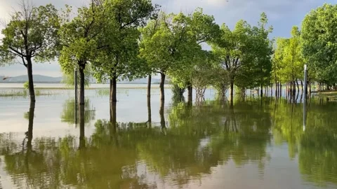 4K Sunlight Green Trees Floating Water Reflections Suzhou Stock Footage 345891406