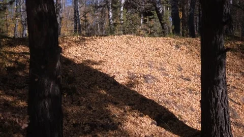 4K Sunlight Shine Through Foliage In Trees Woods. Stock Footage 261926288