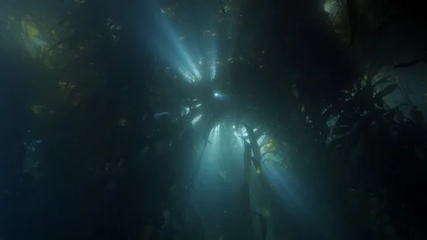 4k sunlight through kelp Stock Footage 117733808