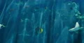 4K Sunlight in Tropical Ocean 01 Underwater Marine Life 4k or 4k+ Resolution