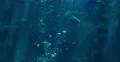 4K Sunlight in Tropical Ocean 03 Underwater Marine Life 4k or 4k+ Resolution