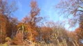 4k Sunny golden autumn mountain range forest low angle panning 4k or 4k+ Resolution