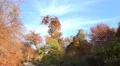 4k Sunny pathway in autumn mountain range forest 4k or 4k+ Resolution