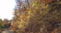 4k Sunny pathway in golden autumn mountain range forest panning 4k or 4k+ Resolution