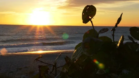 4K Sunrise Leaves Rustle in Wind Melbourne, FL Stock-Footage 104551769