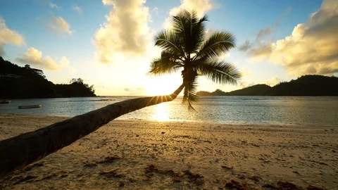 4K sunset beach palm tree, Mahe Island, Seychelles Stock Footage
