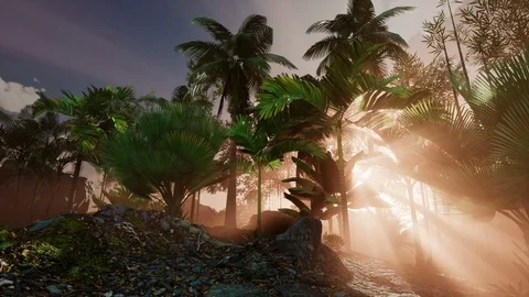 4K Sunset beams through Palm Trees at jungle rainforest Stock Footage