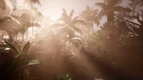 4K Sunset beams through Palm Trees at jungle rainforest Stock Footage 80866562