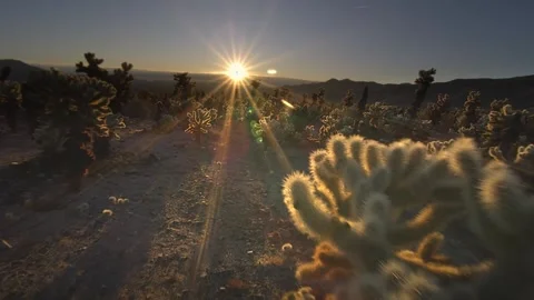 4K Sunset at Cholla Cactus Garden in Joshua Tree National Park Stock Footage 332157332