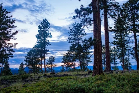 4k | Sunset | Motion Timelapse in Trees Stock Footage 112626176